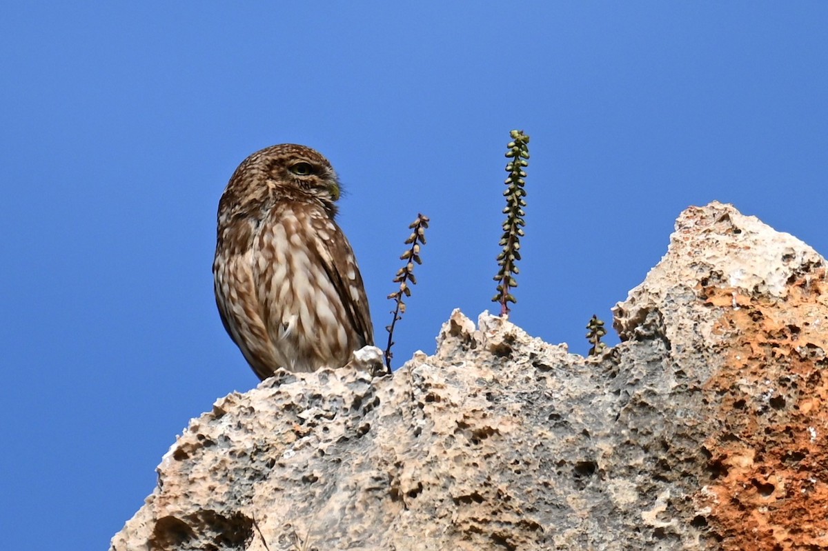 Little Owl - Uriel Levy