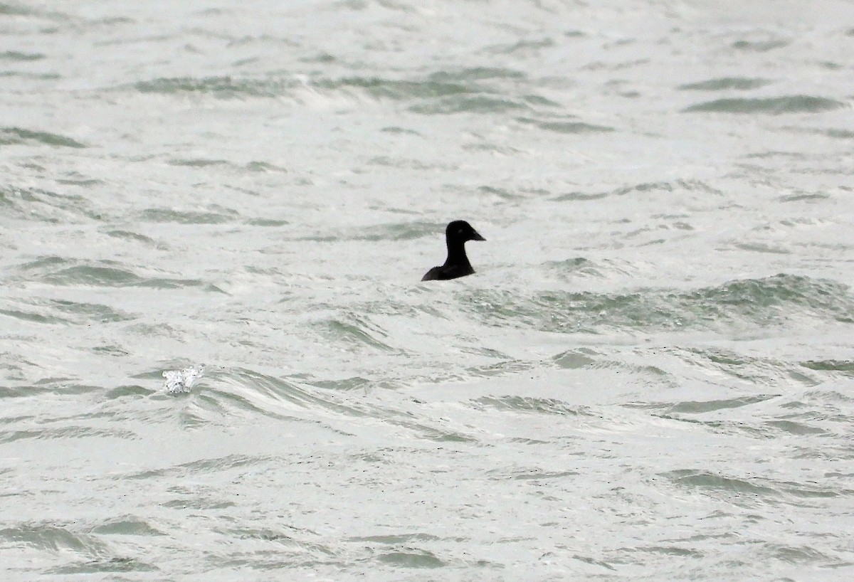 Surf Scoter - Alan Bird