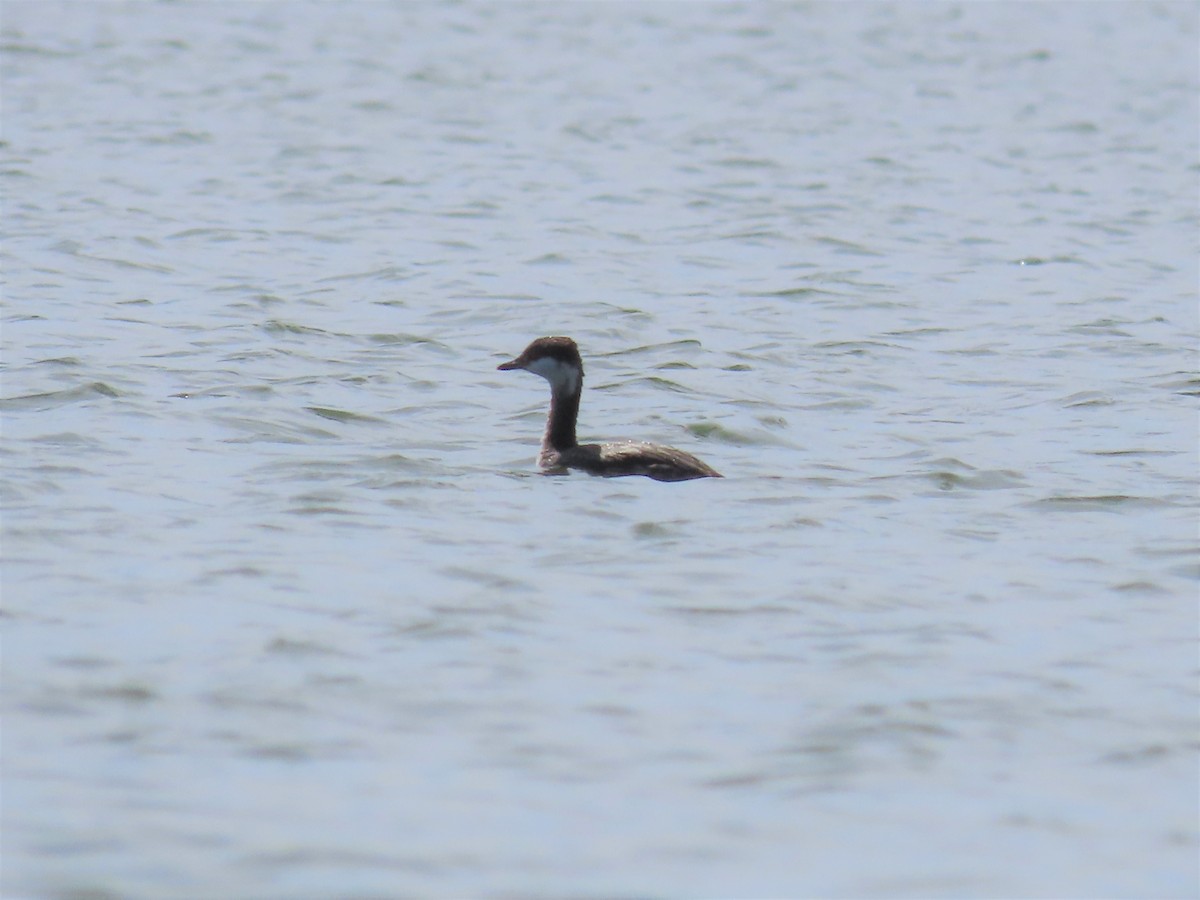 Horned Grebe - ML548268661