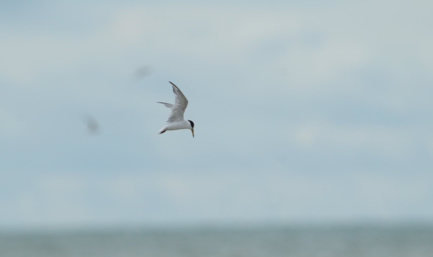 Little Tern - ML548269401