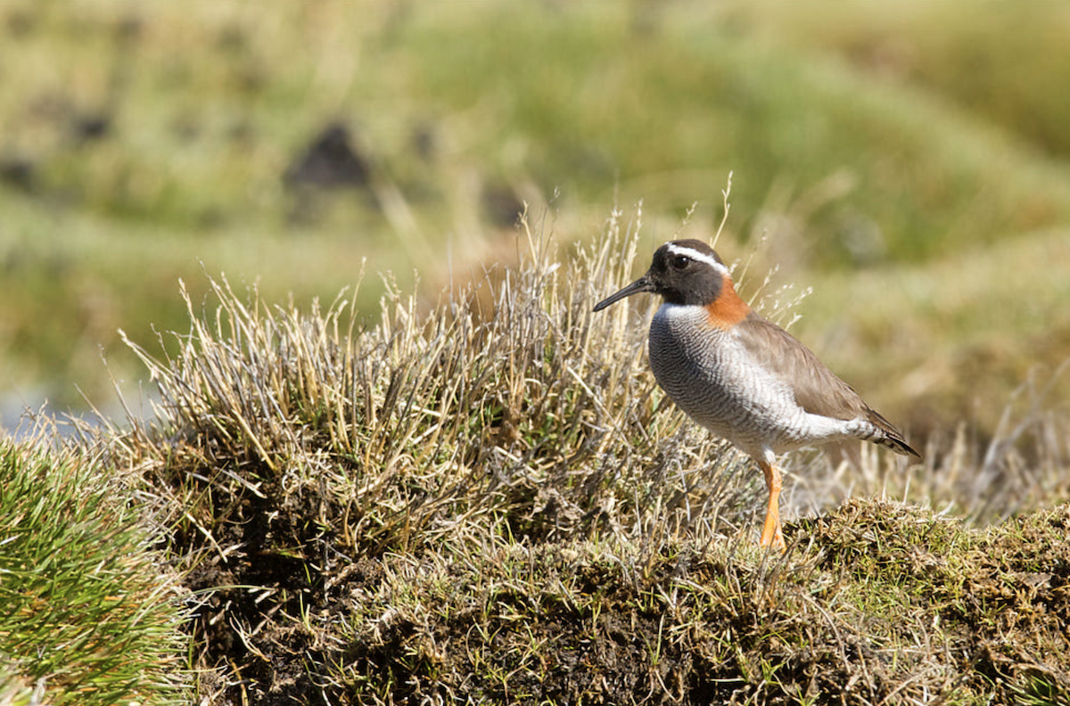 Diademed Sandpiper-Plover - ML548269931