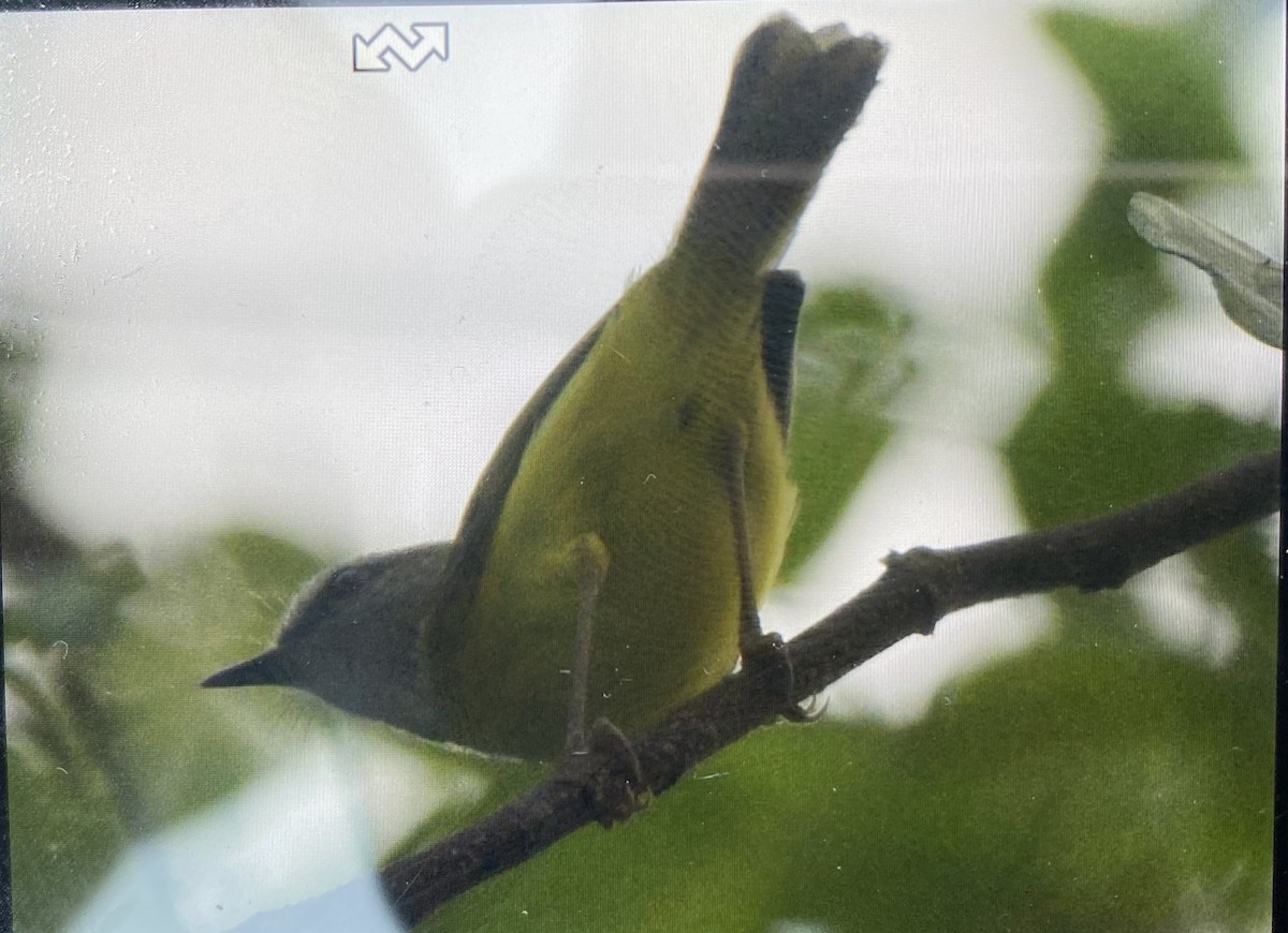 Yellow-bellied Warbler - ML548272961