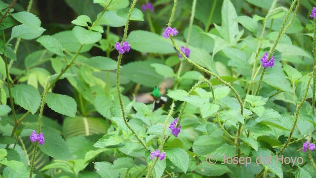 Stripe-tailed Hummingbird - ML548273351