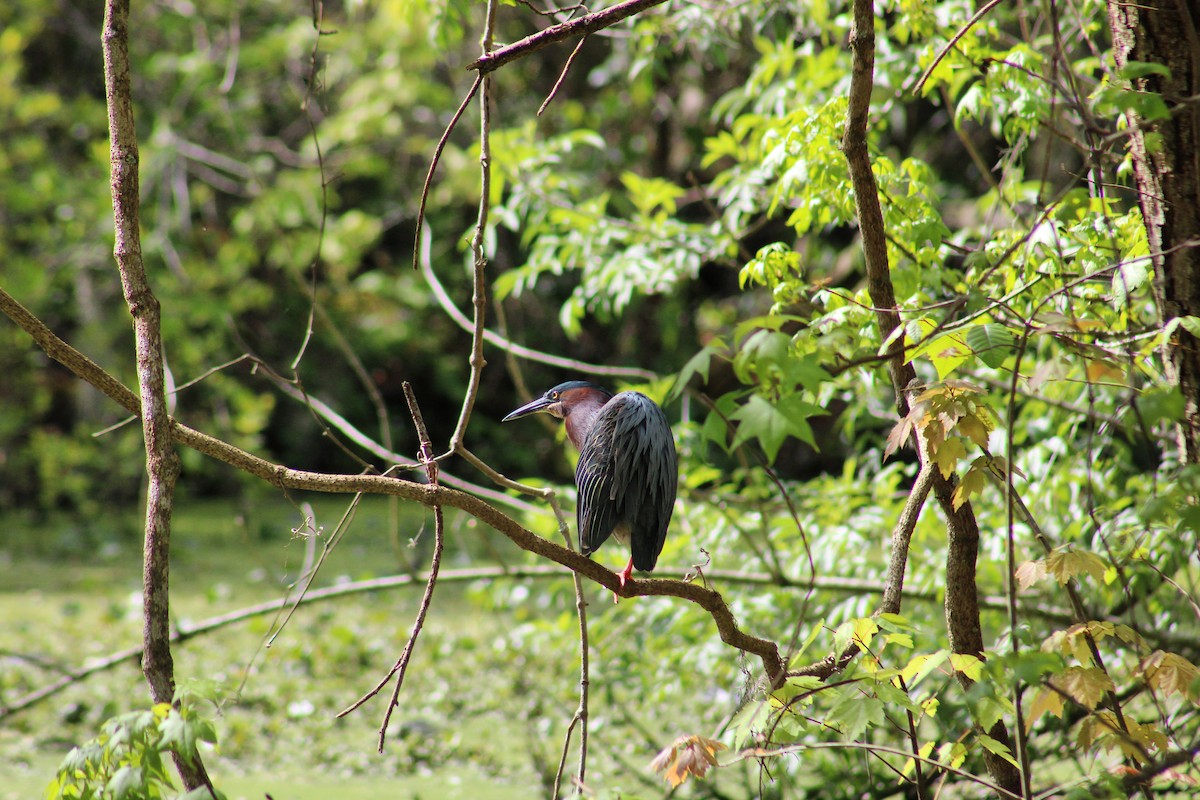 Green Heron - ML548273981