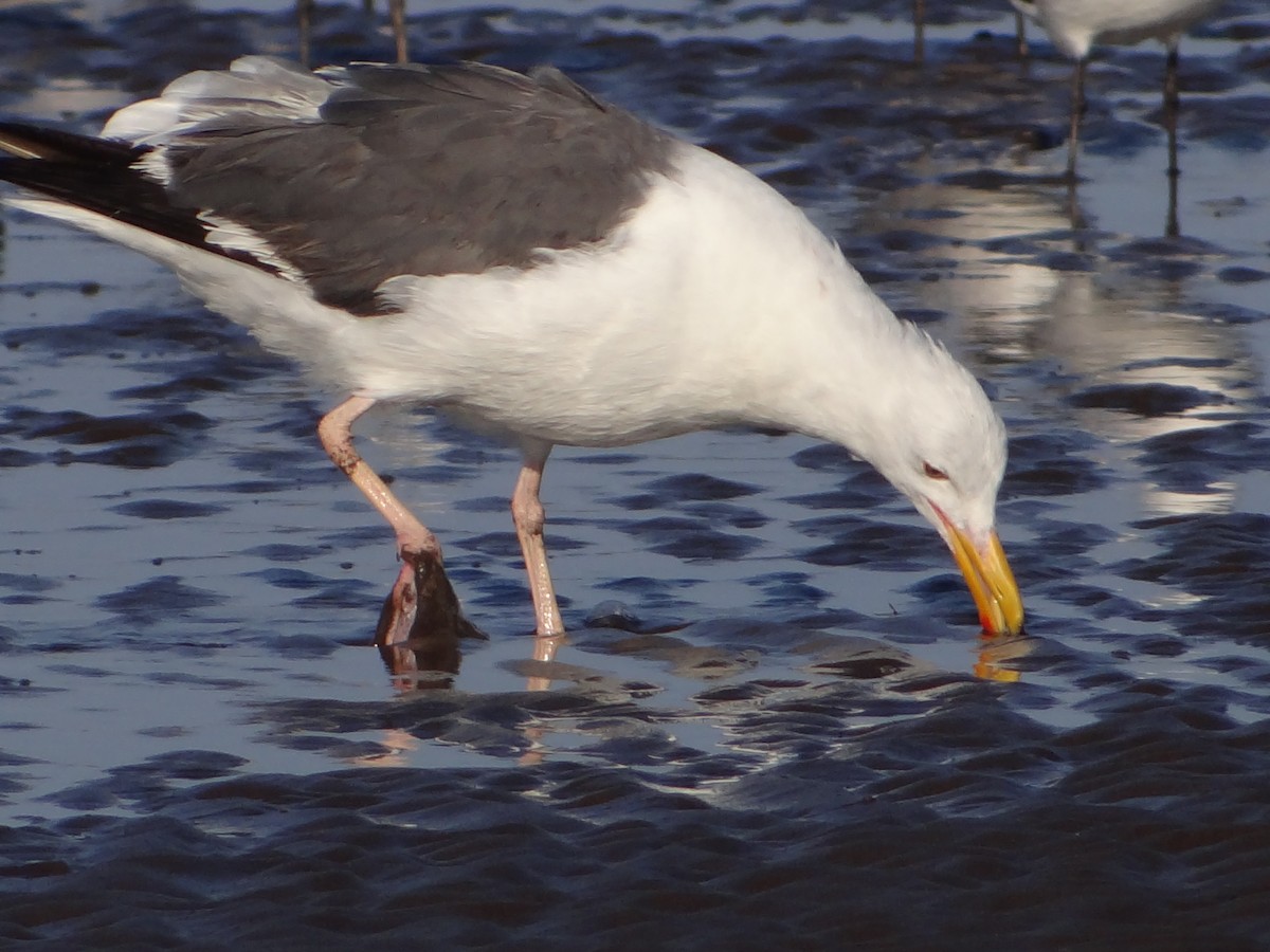 Kelp x Herring Gull (hybrid) - Enrique Choussy Rusconi