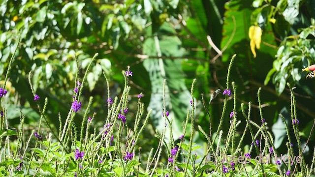 stripehalekolibri - ML548274261