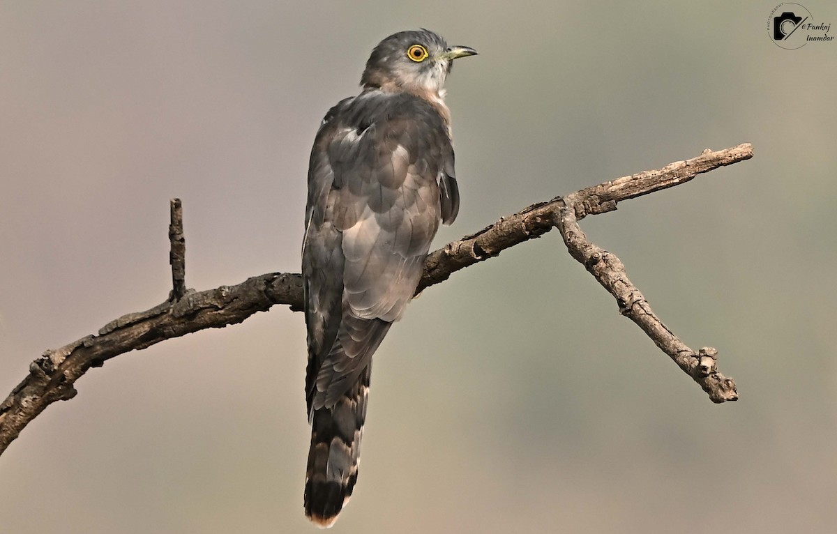 Common Hawk-Cuckoo - Pankaj Inamdar