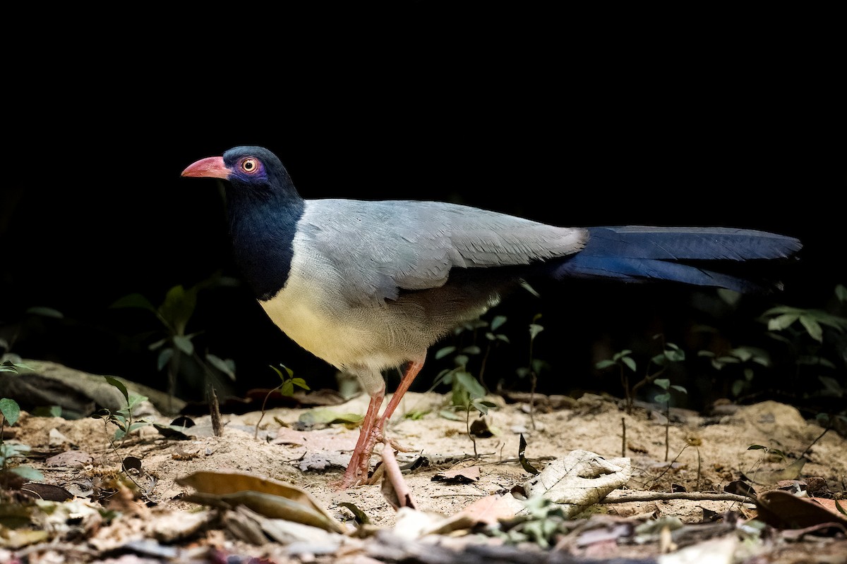 Coral-billed Ground-Cuckoo - Senkethya Sar