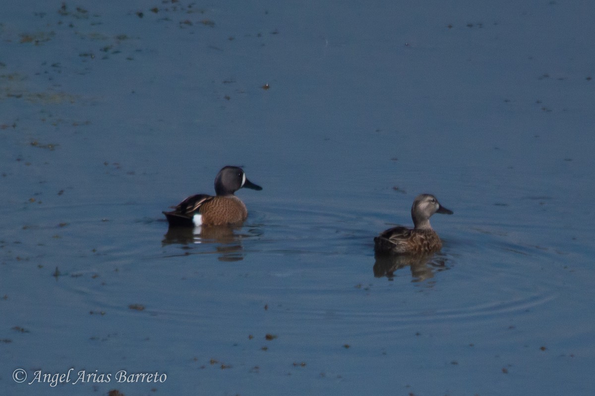 Blue-winged Teal - ML548275481