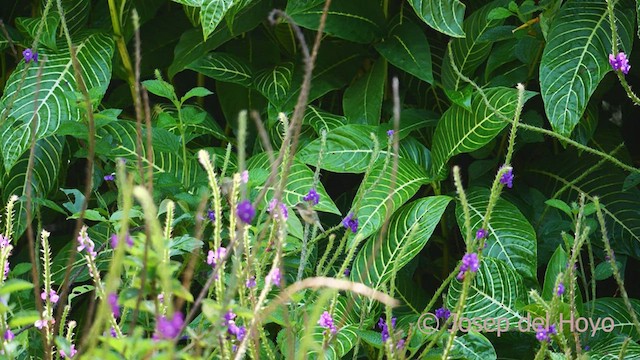 Black-bellied Hummingbird - ML548275991