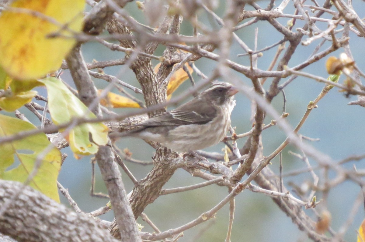 Reichard's Seedeater - James Bradley