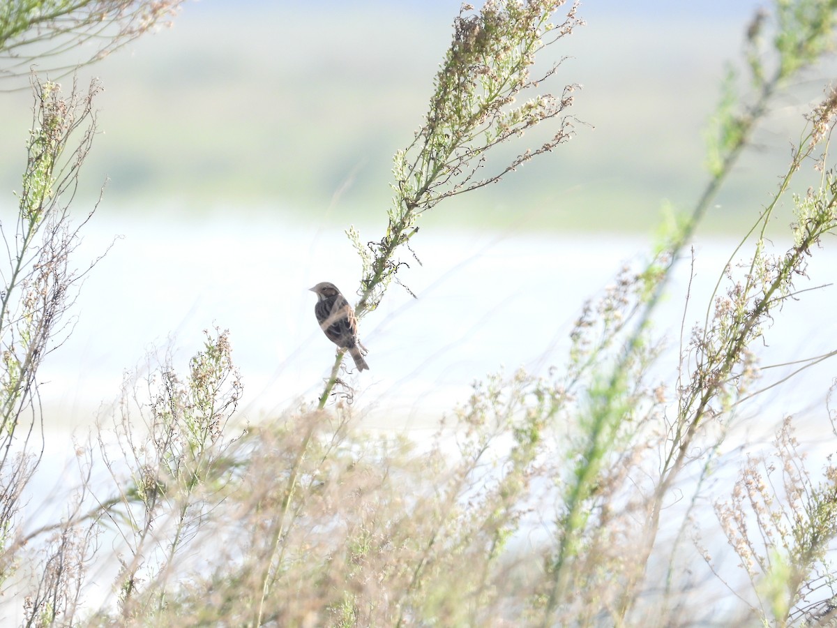 Little Bunting - ML548277011