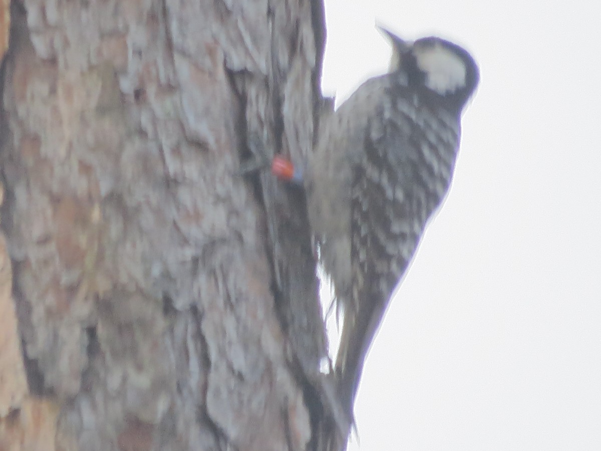 Red-cockaded Woodpecker - ML54827721