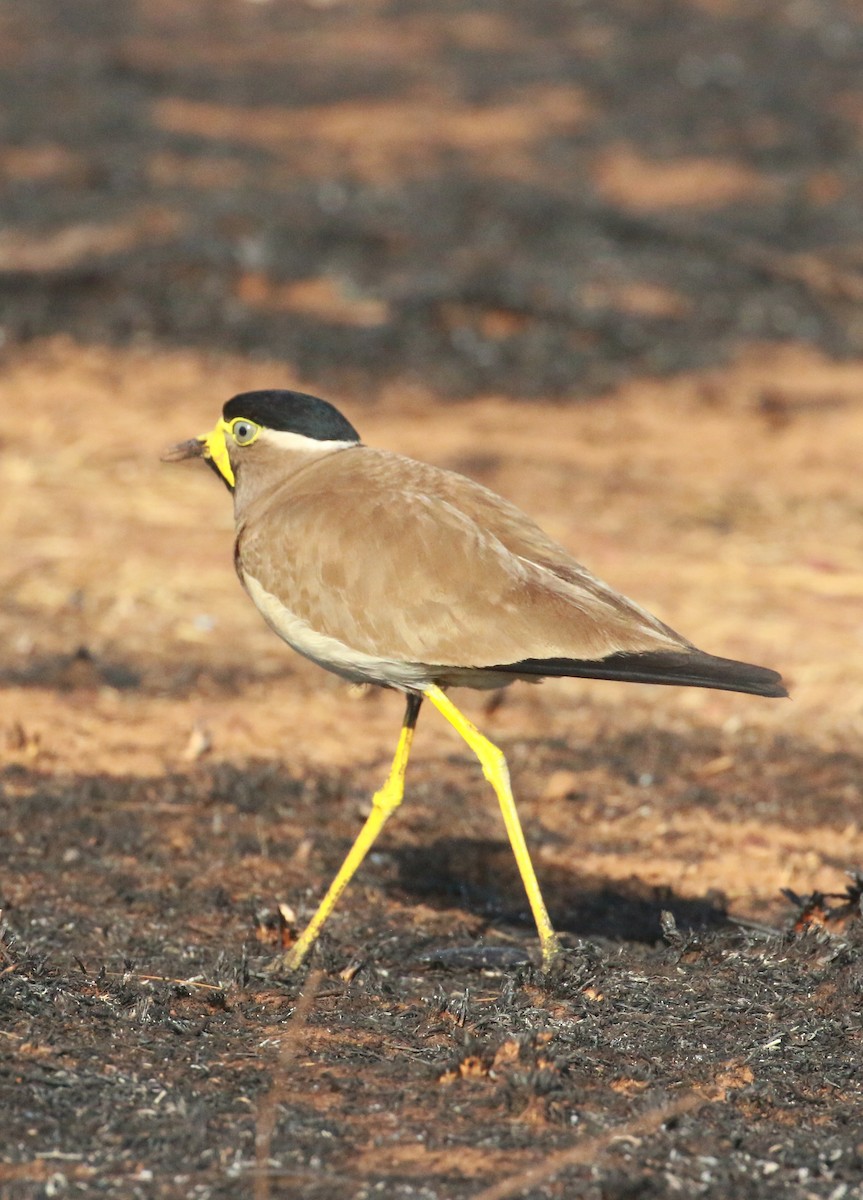 Yellow-wattled Lapwing - ML548277741