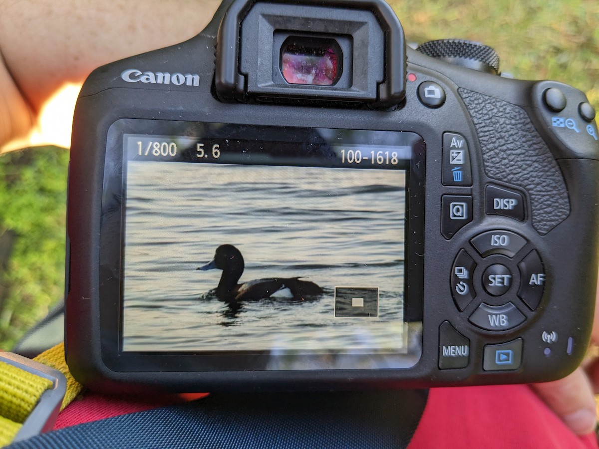 Greater Scaup - ML548277811