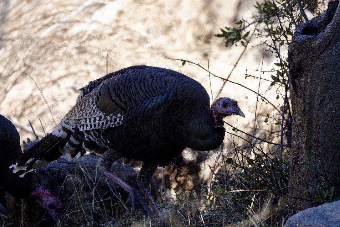 Wild Turkey - ML548277941