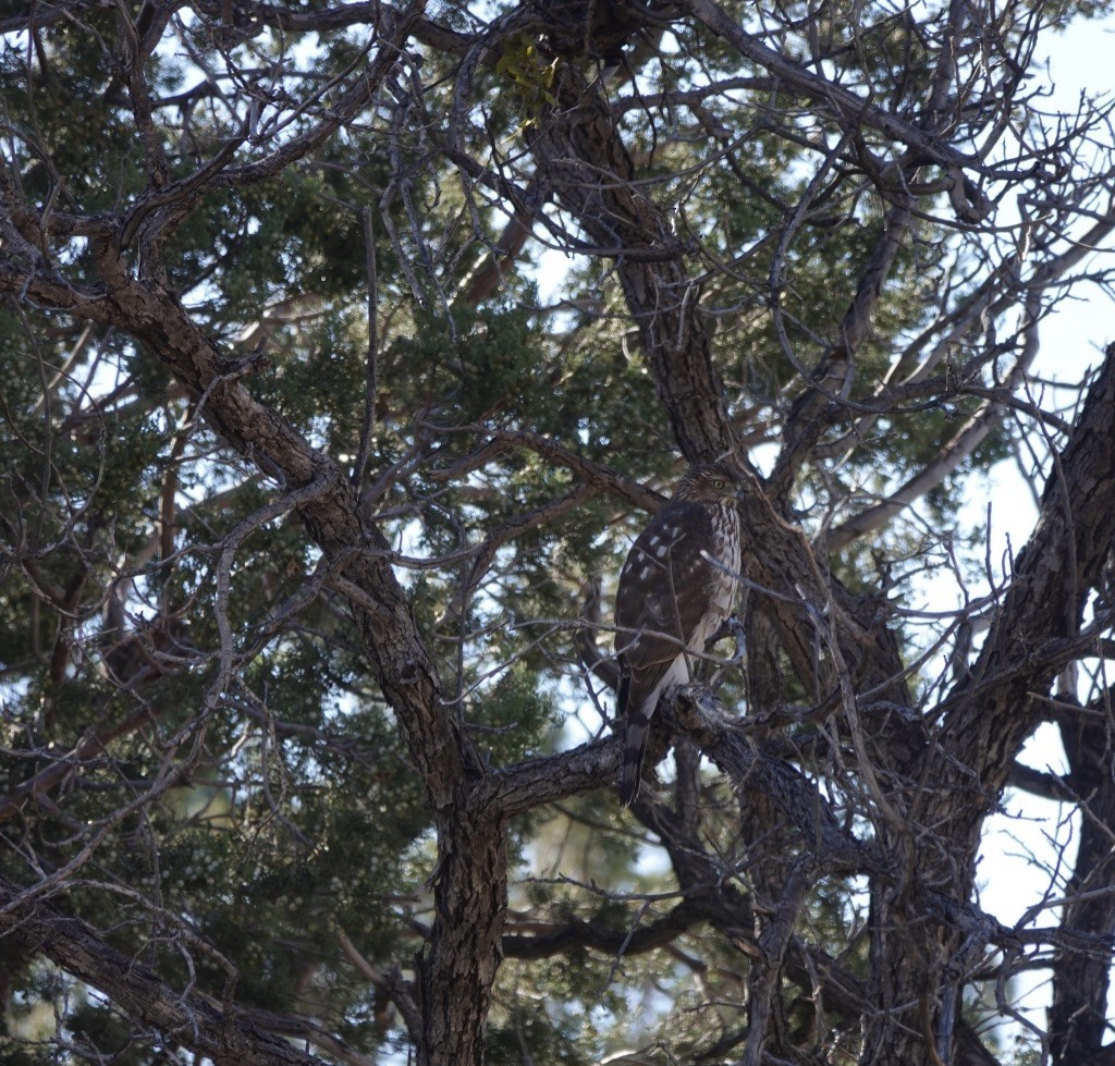 Cooper's Hawk - ML548278041