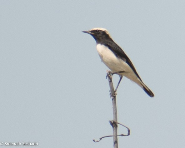 Variable Wheatear - ML548278171