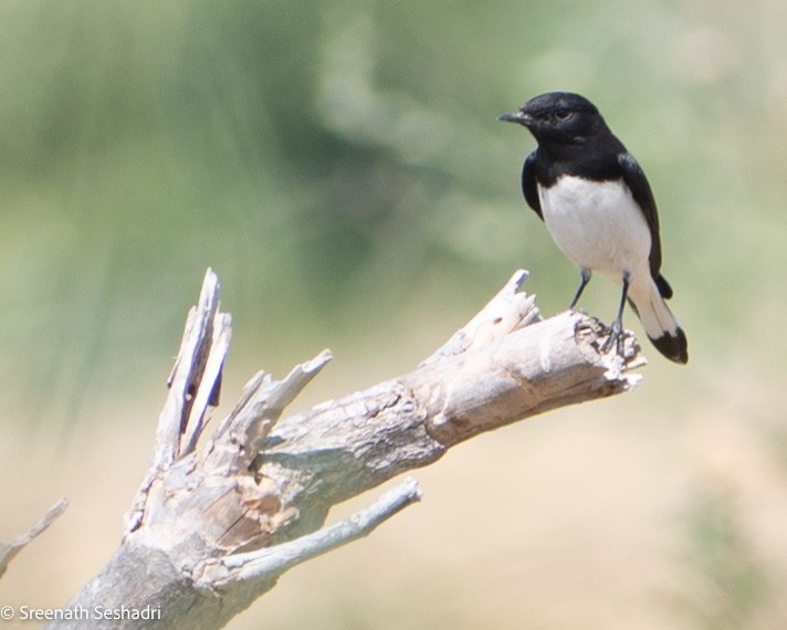 Variable Wheatear - ML548278261