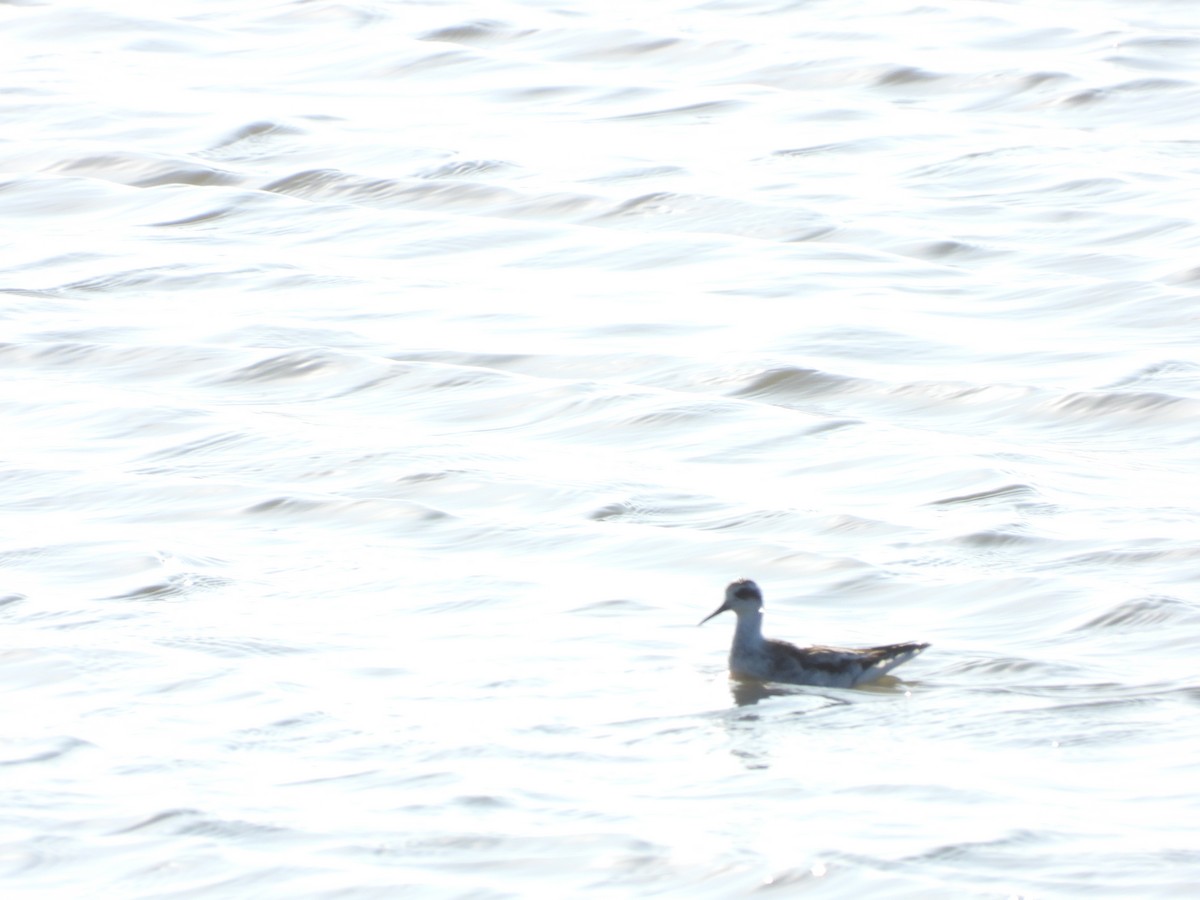 Phalarope à bec étroit - ML548278591