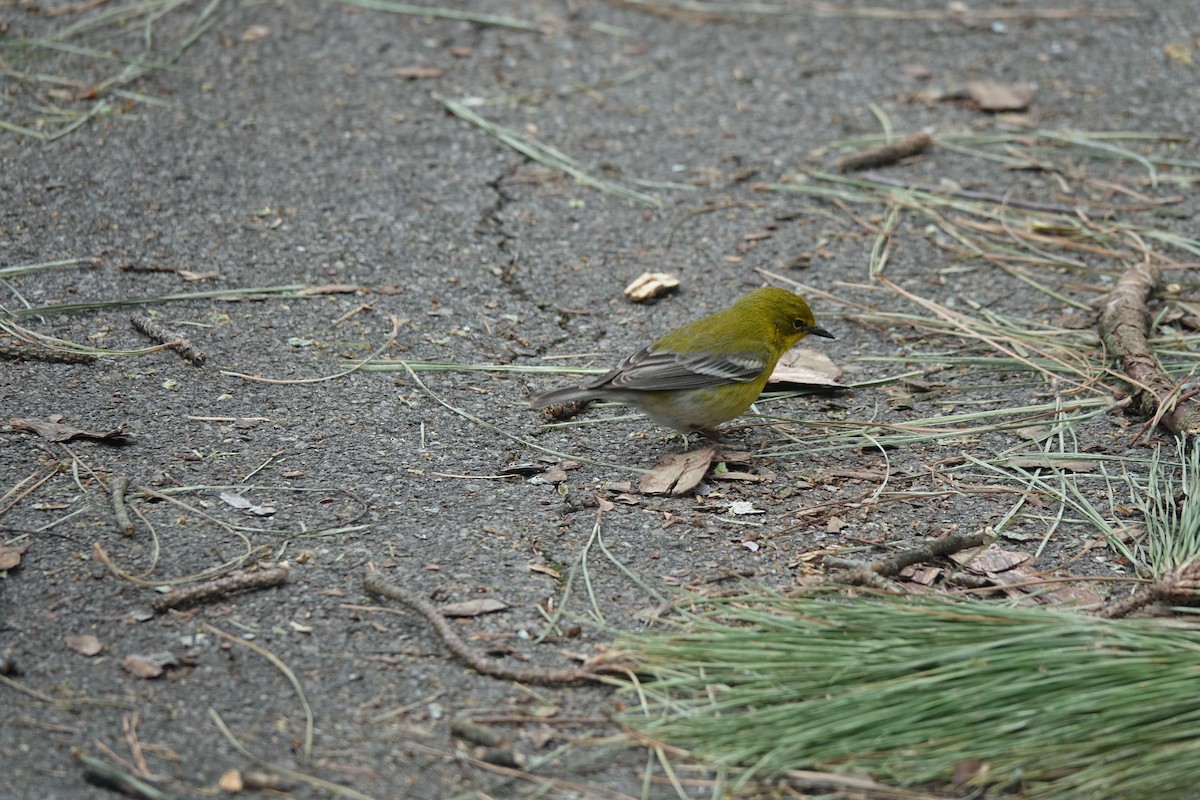 Pine Warbler - ML548278751