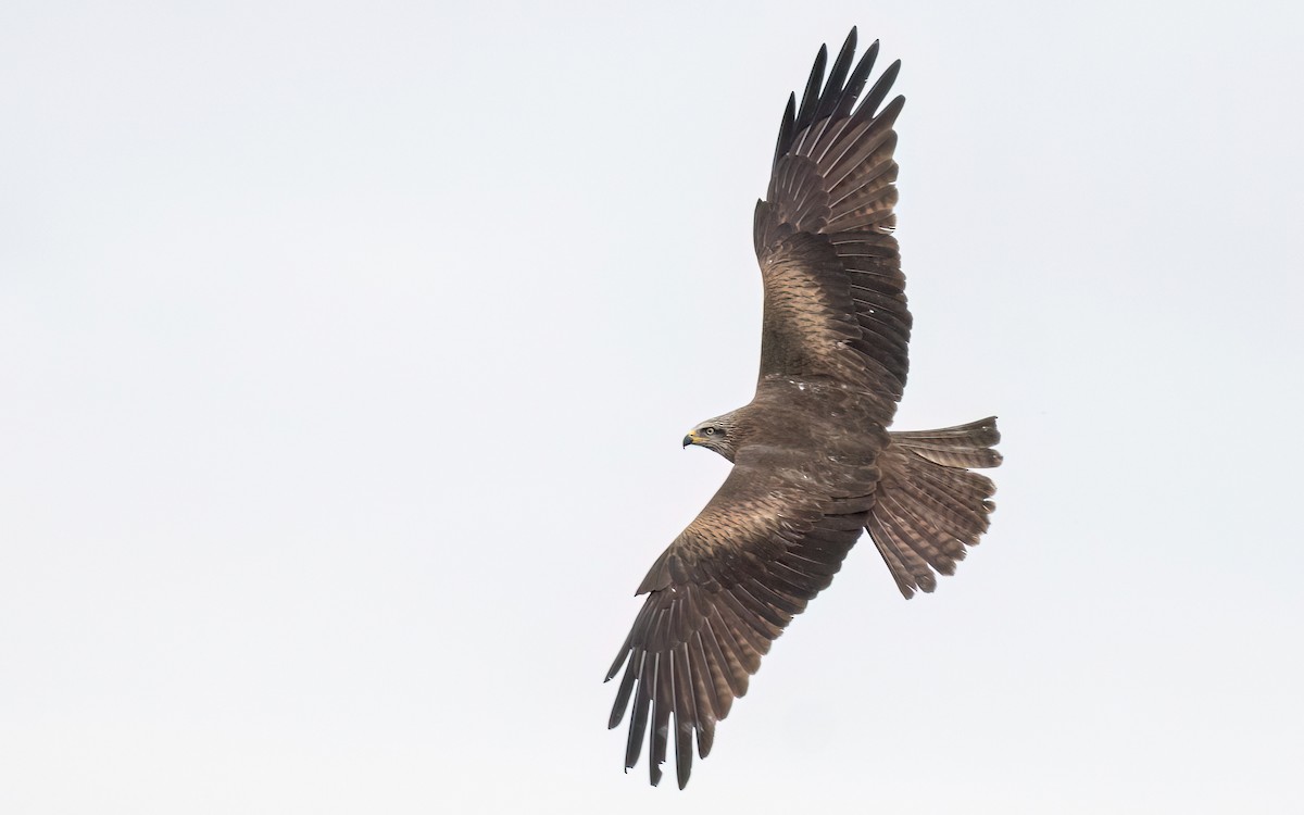 Black Kite (Black) - ML548279131