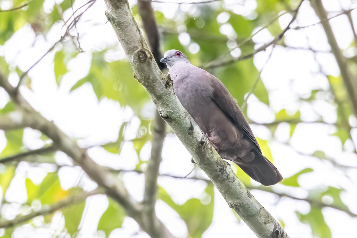 Dusky Pigeon - ML548279351