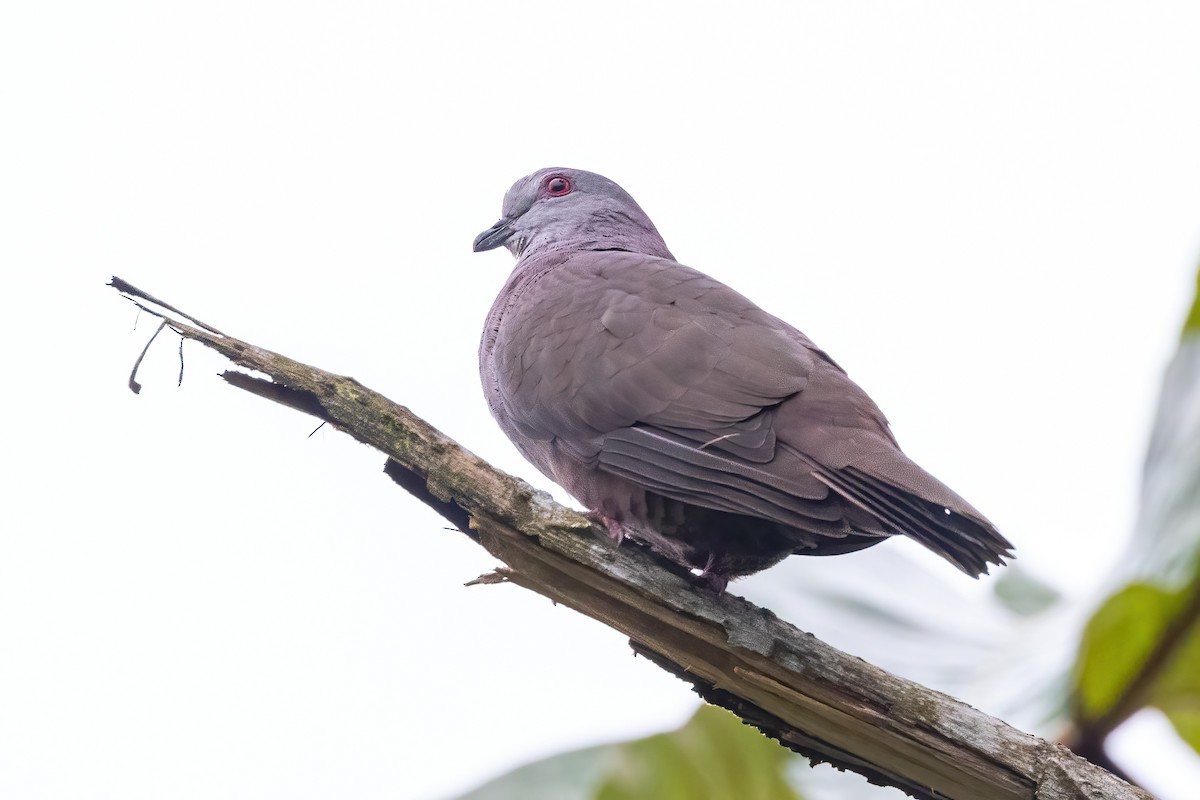 Dusky Pigeon - ML548279411