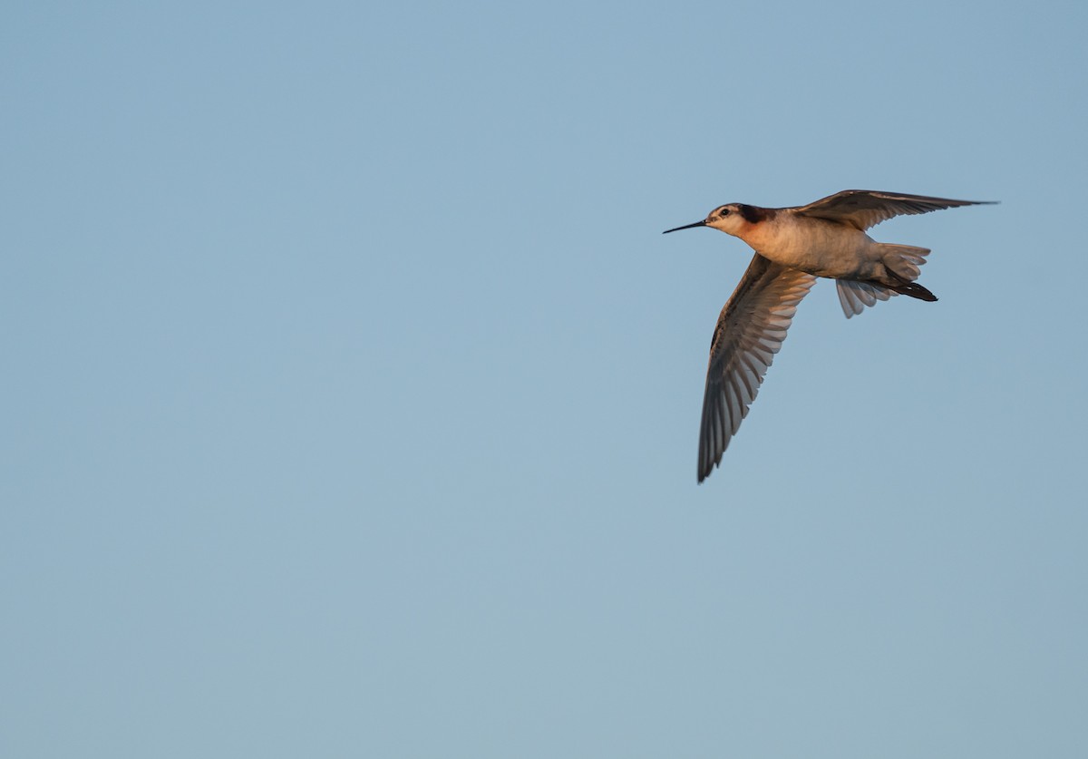 Wilson's Phalarope - ML548280291