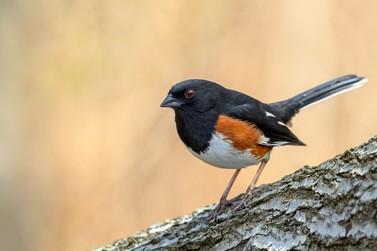 Eastern Towhee - ML548280641