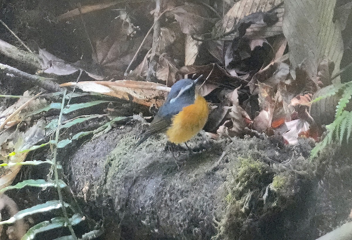 White-browed Bush-Robin - ML548280831