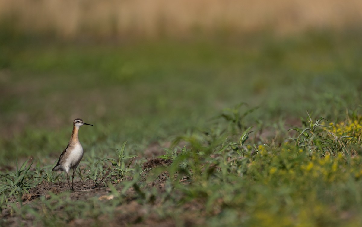 Wilson's Phalarope - ML548281671