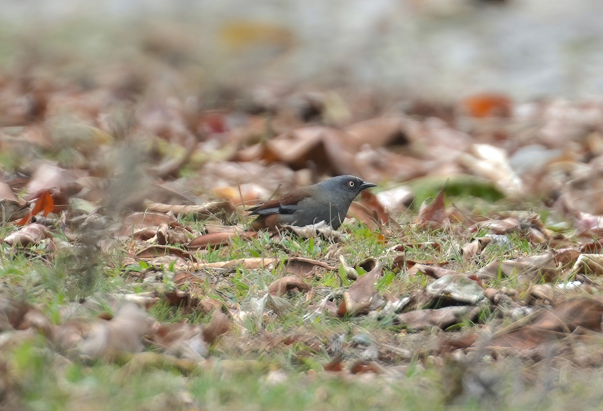 Maroon-backed Accentor - ML548282441