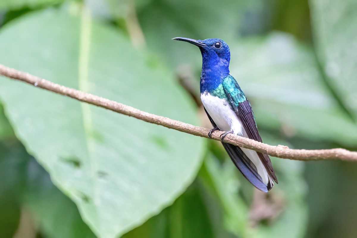 White-necked Jacobin - Sandy & Bob Sipe