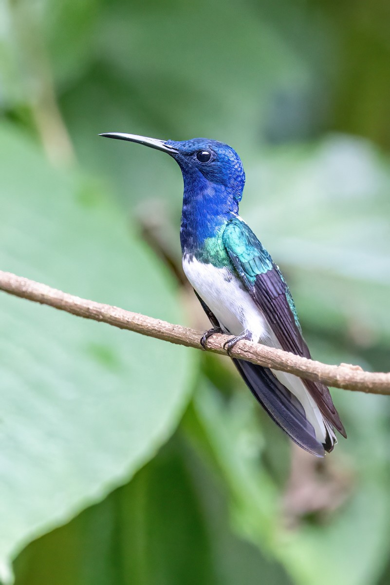 White-necked Jacobin - Sandy & Bob Sipe