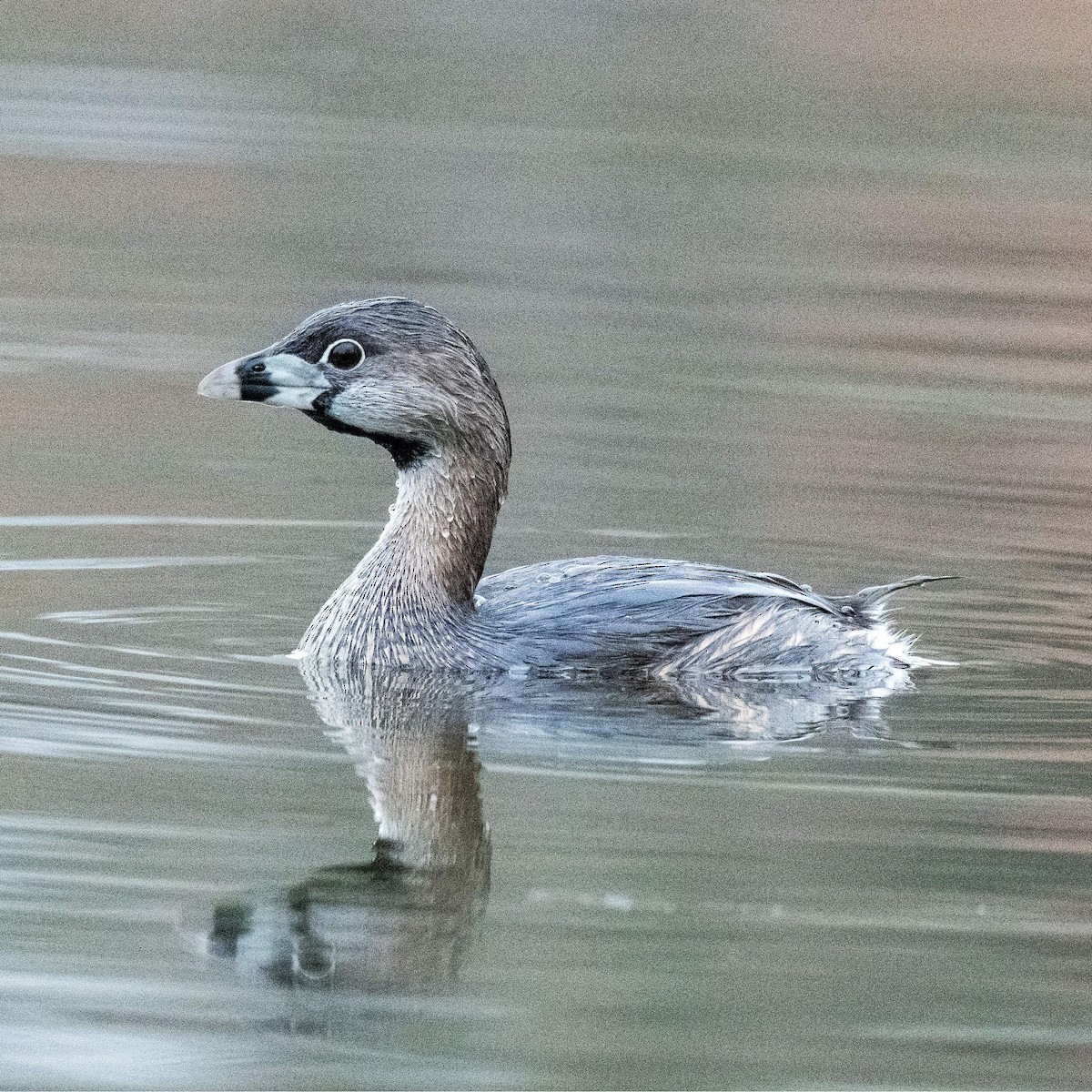 Pied-billed Grebe - ML548282701
