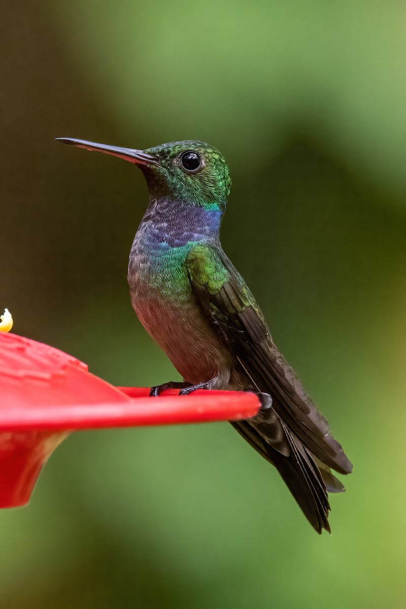 kolibřík modroprsý - ML548282731