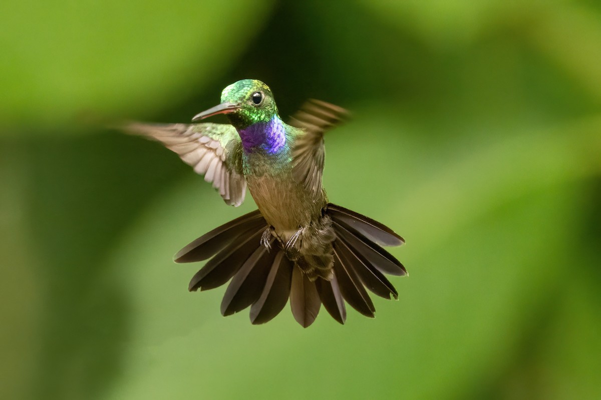 Blue-chested Hummingbird - ML548282771