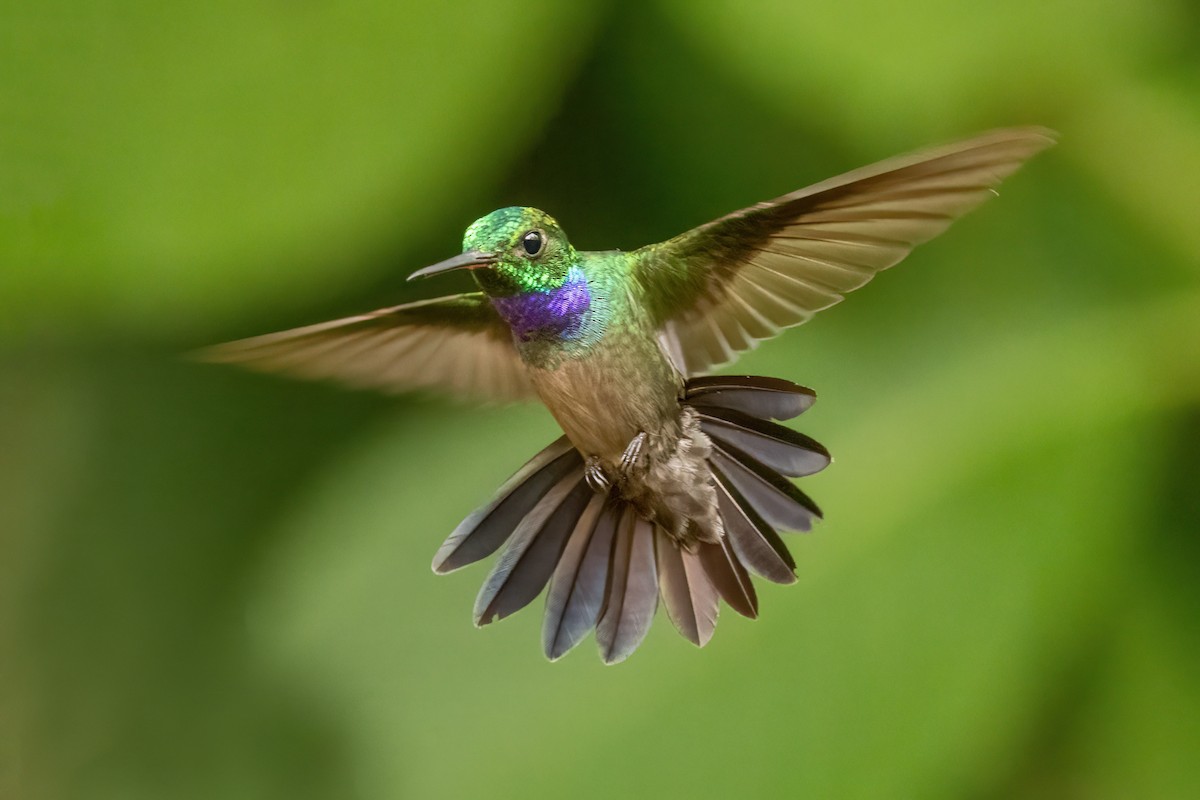 Blue-chested Hummingbird - ML548282791