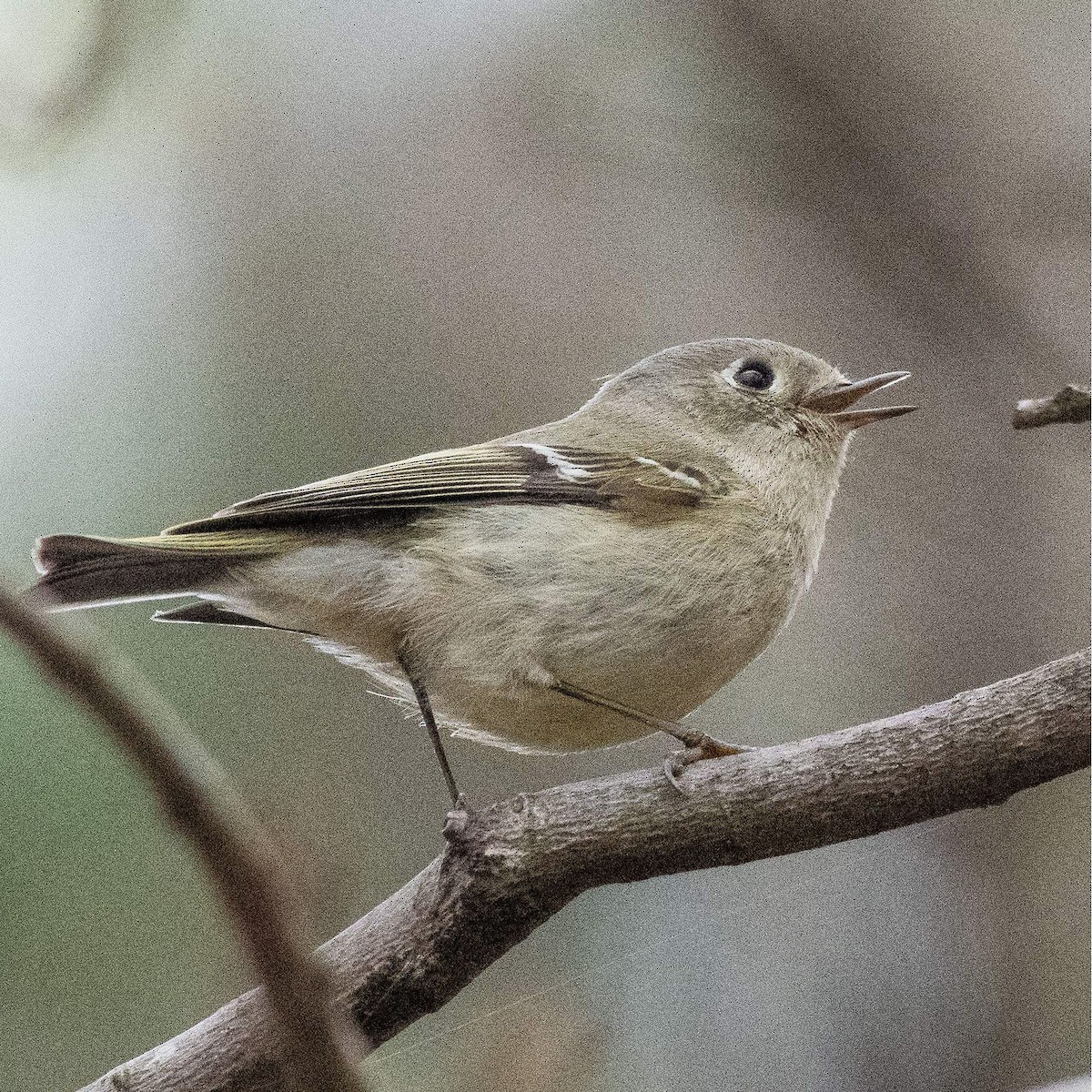 Ruby-crowned Kinglet - ML548282801