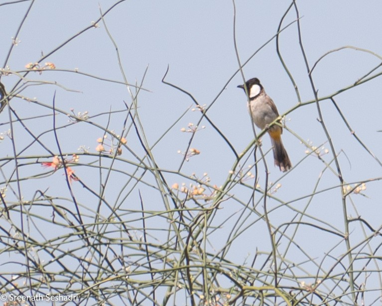 White-eared Bulbul - ML548282861