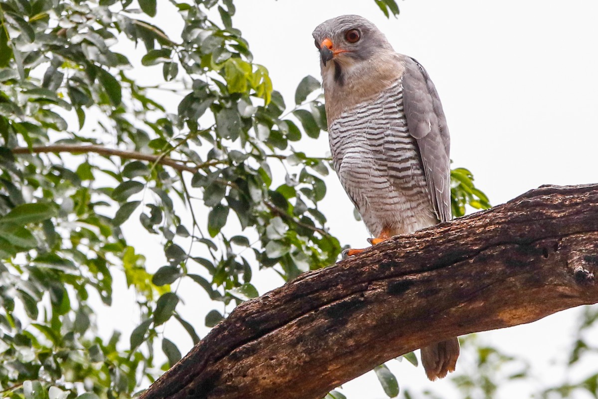 Lizard Buzzard - ML548282921