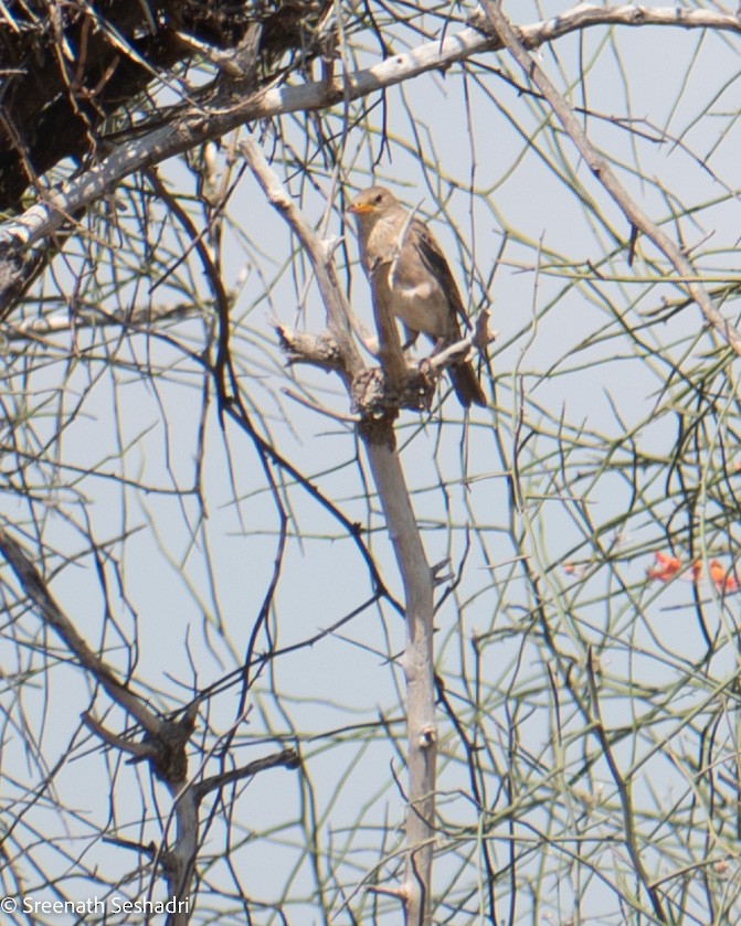 Rosy Starling - ML548283401