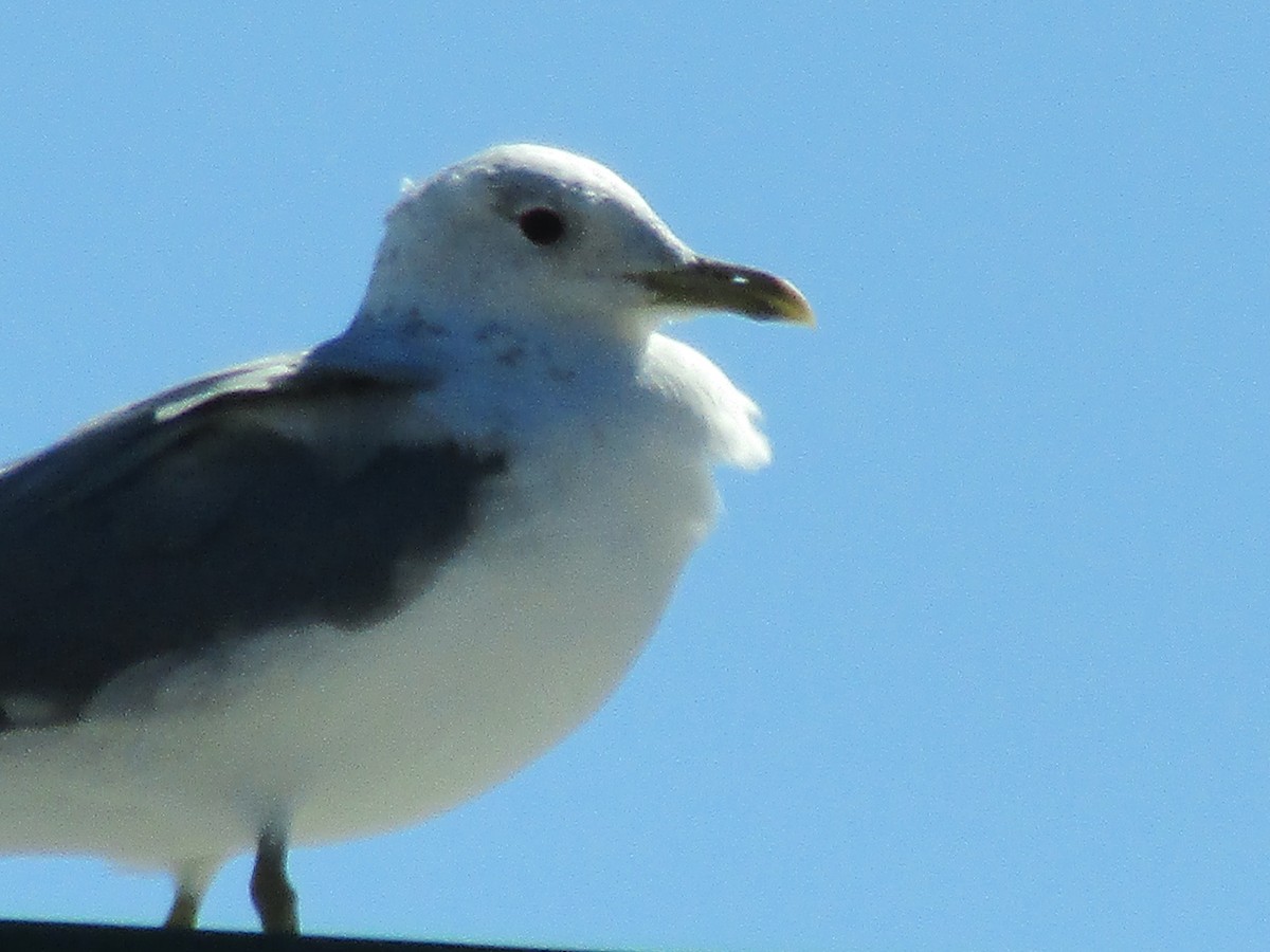 Gaviota Cana - ML548284241