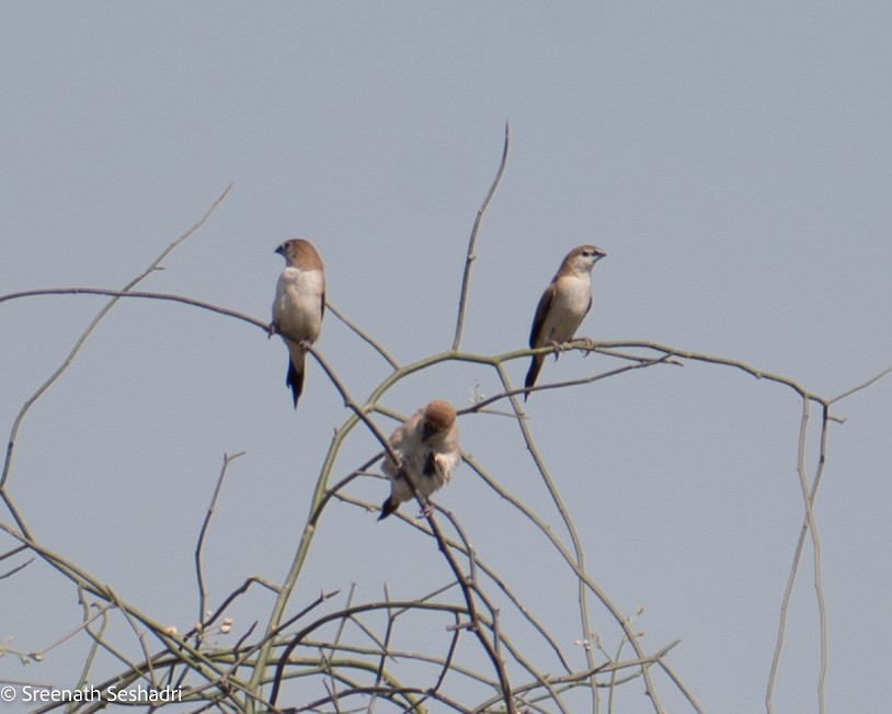 Indian Silverbill - ML548285021