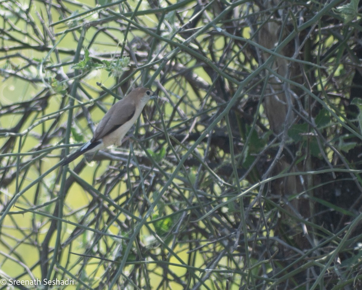 Indian Silverbill - ML548285061