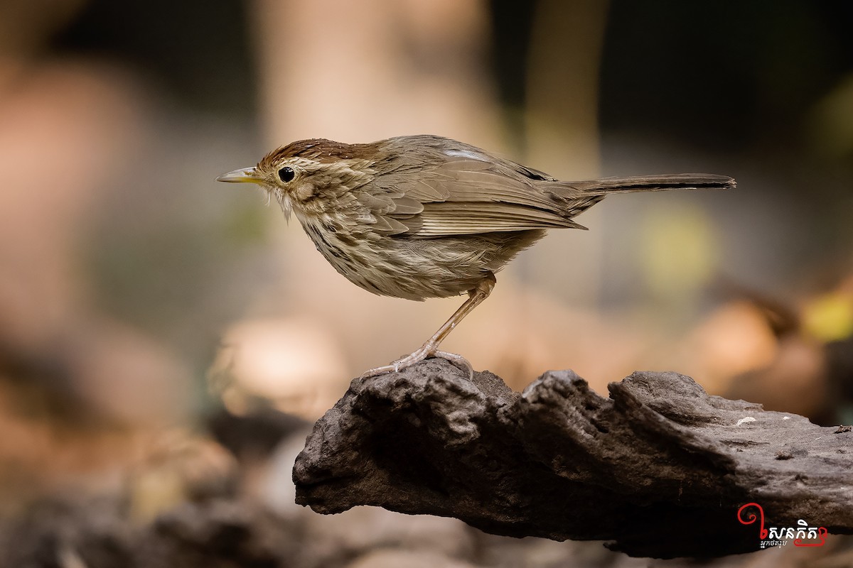 Puff-throated Babbler - Senkethya Sar