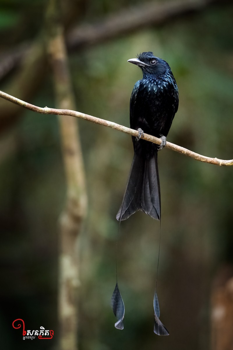 Greater Racket-tailed Drongo - Senkethya Sar