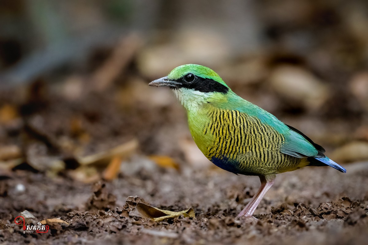 Bar-bellied Pitta - ML548285491