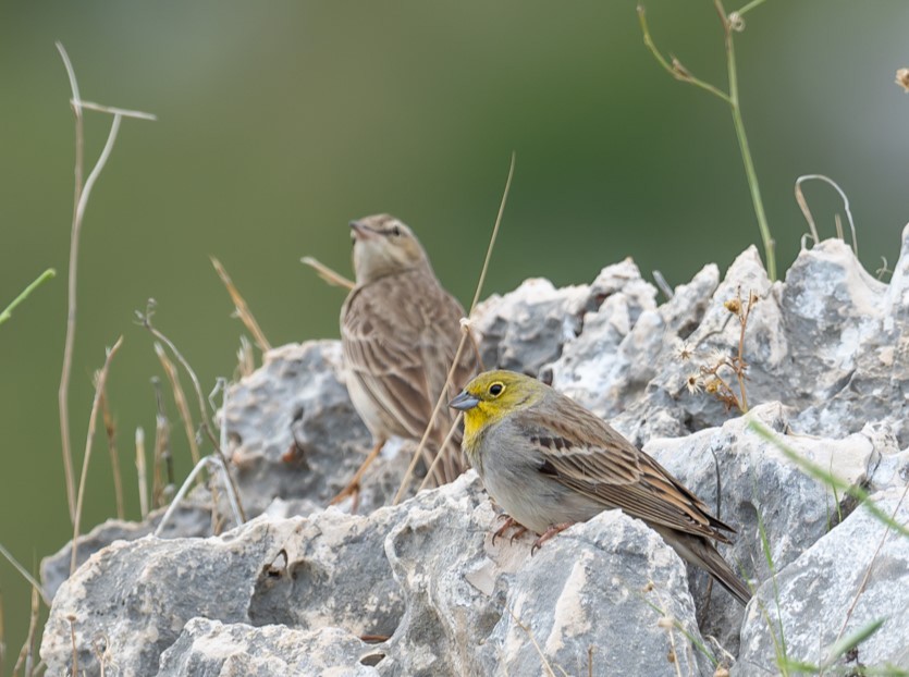 Cinereous Bunting - Uriel Levy